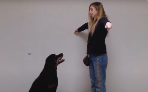 Brain Training for Dogs